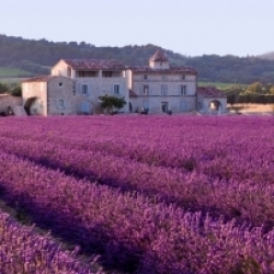 Champ de lavande en Provence.